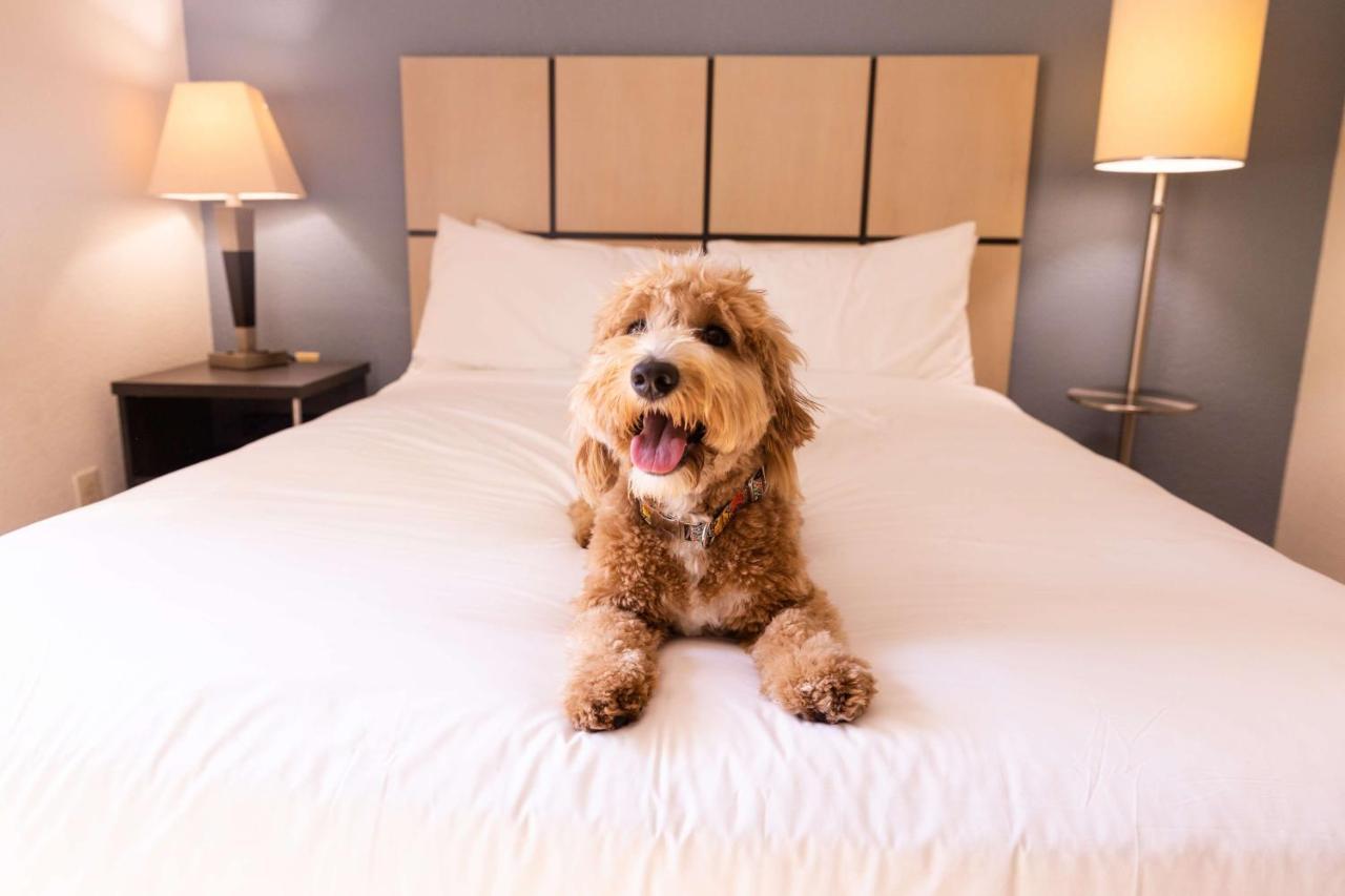 Sonesta Simply Suites Arlington Dış mekan fotoğraf